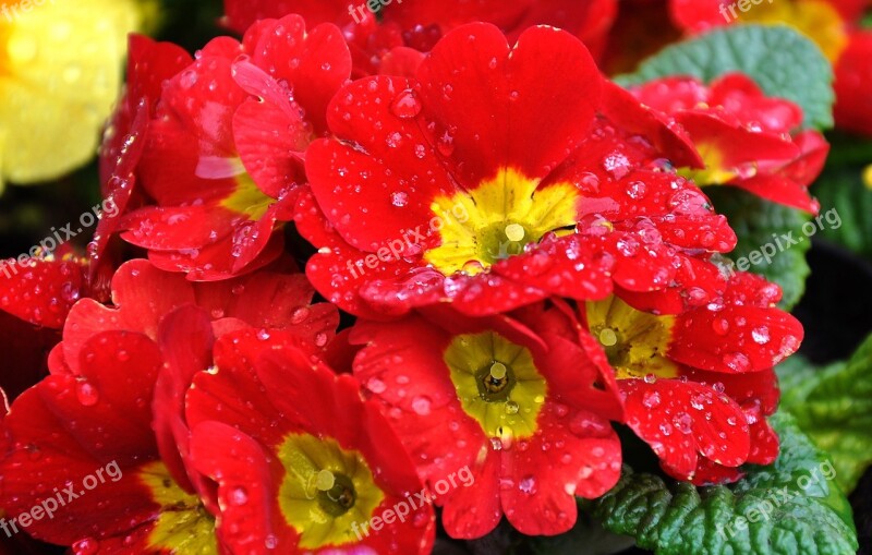 Primula Spring Spring Flower Red Free Photos