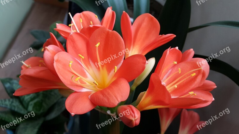 Clivia Miniata Orange Flowers Spring Flowers Spring