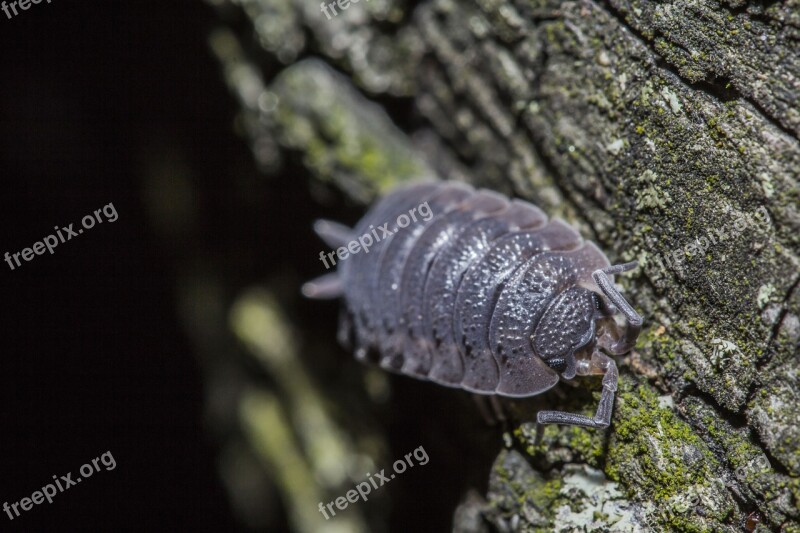 Insect Night Nature Macro Animal