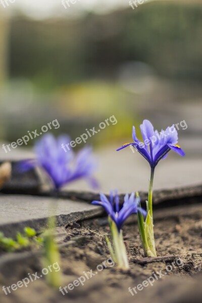 Irises Plan Flower Blurry Background Iris