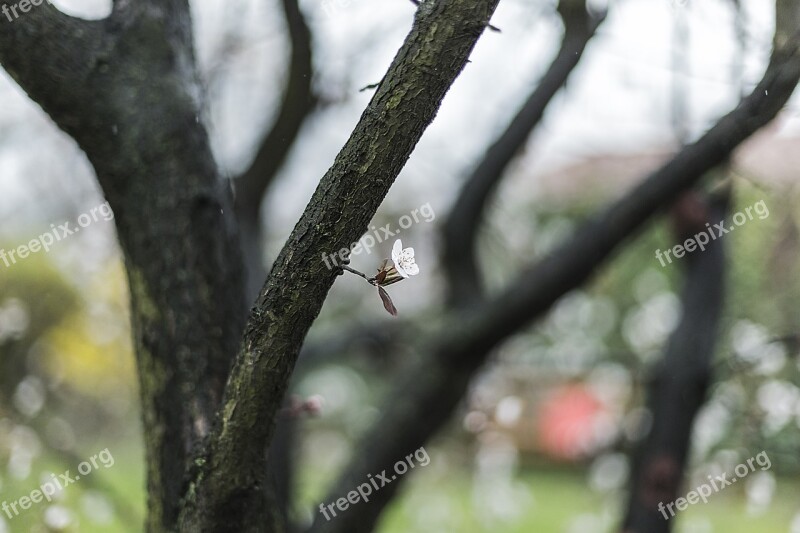 Flower Branch Blossom Botany Plant