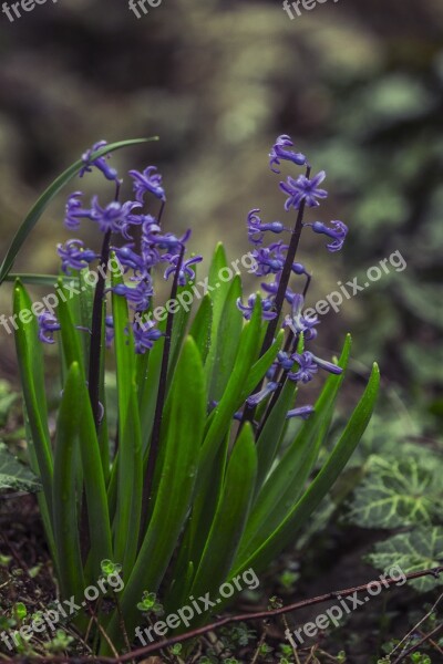 Hyacinthus Flower Green Blue Violet