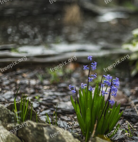 Hyacinthus Flower Green Blue Violet