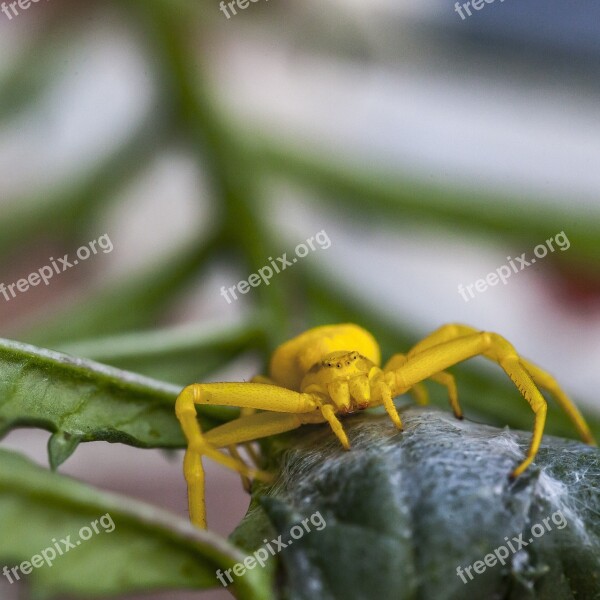 Flower Crab Spider Crab Spider Yellow Spider Macro