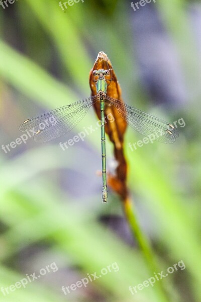 Damselfly Dragonfly Insect Green Wildlife