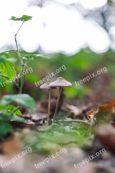 Mushroom Forest Magic Nature Fungus