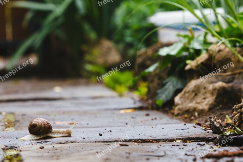 Snail Garden Path Nature Slug