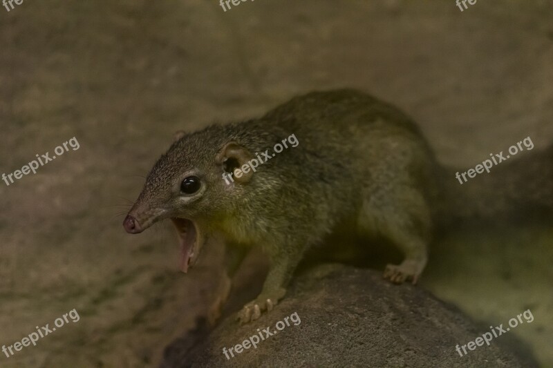 Common Treeshrew Cute Zoo Yawn Rodent