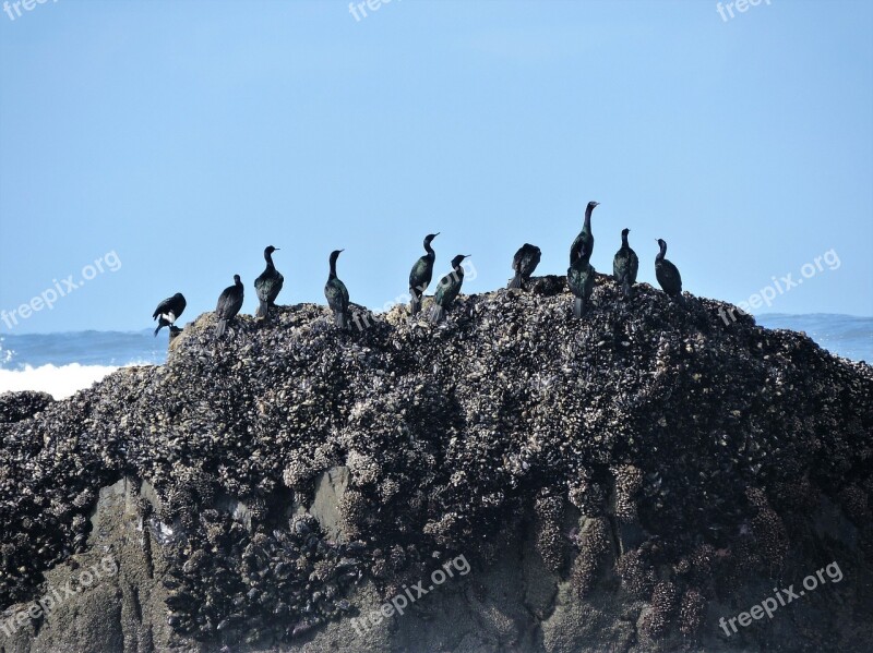 Cormorants Pelagic Cormorants Pelagic Sea Ocean