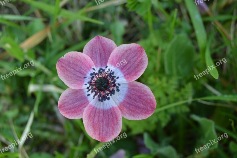 Anemone Flowers Fuchsia Violet Bloom