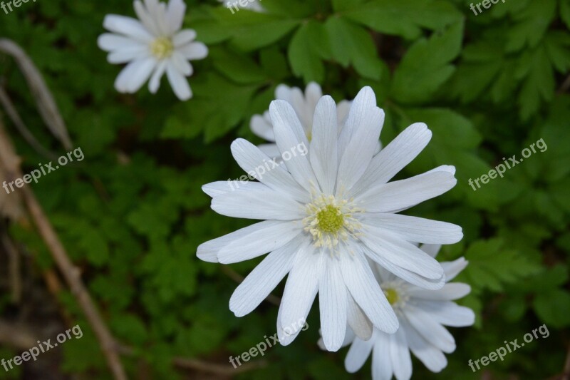 Flowers White Petals Colorful Flowers Spring