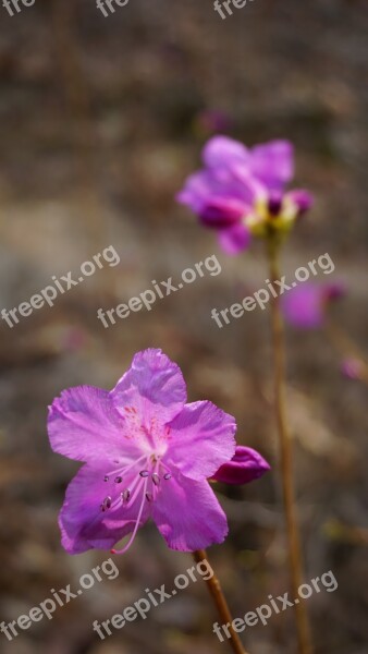 Azalea Spring Pink Flower Landscape Korea