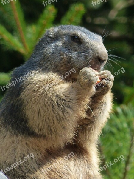 Marmot Animal Wildlife Free Photos