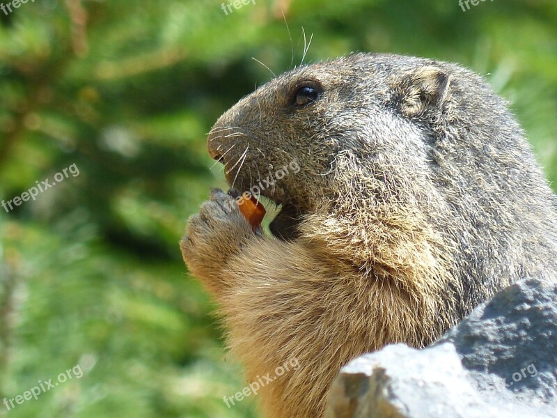 Marmot Wildlife Animal Free Photos