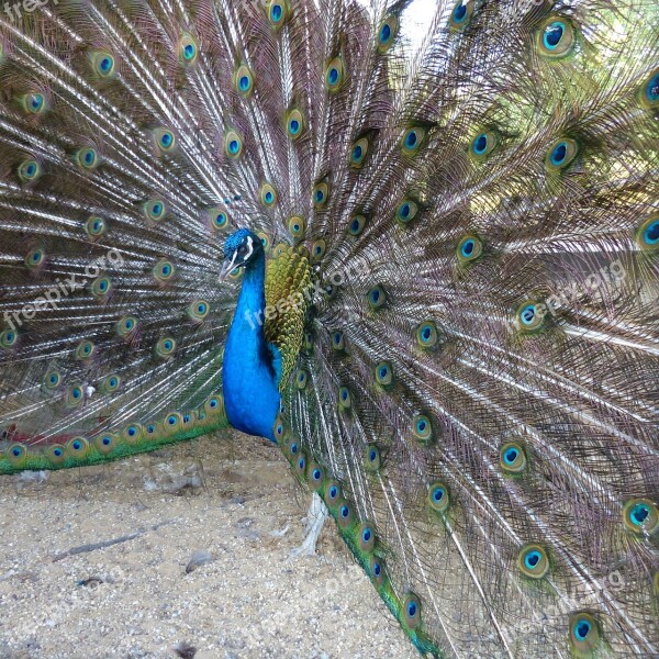 Peacock Feathers Wheel Free Photos