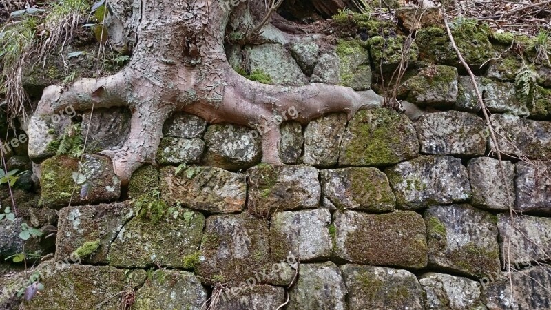 Root Tree Tree Root Forest Wall