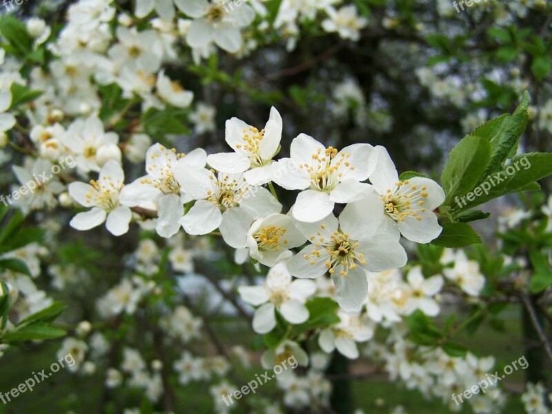 Fruit Trees In Bloom White Flower Spring Free Photos