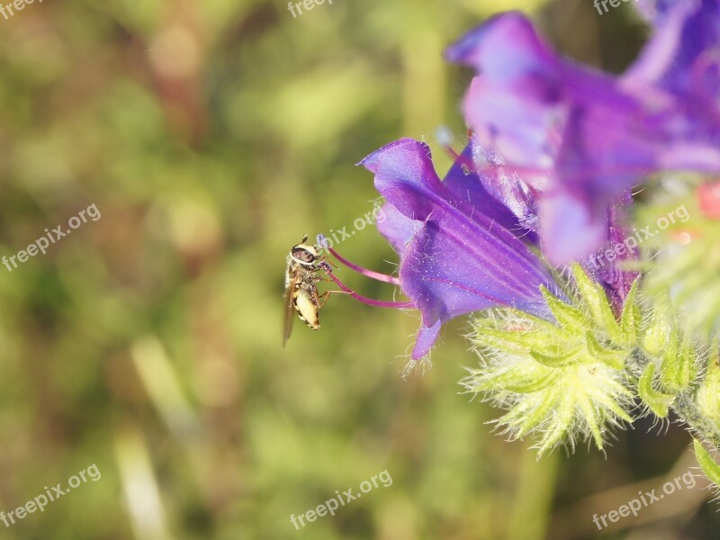 Flower Pollen Petals Skewers Flowering