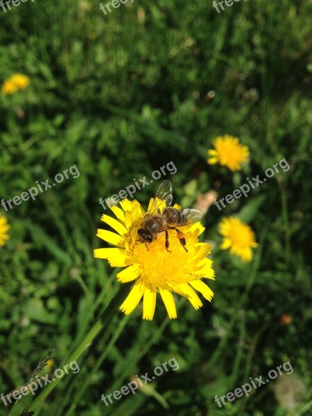 Flower Bee Yellow Insect Nature