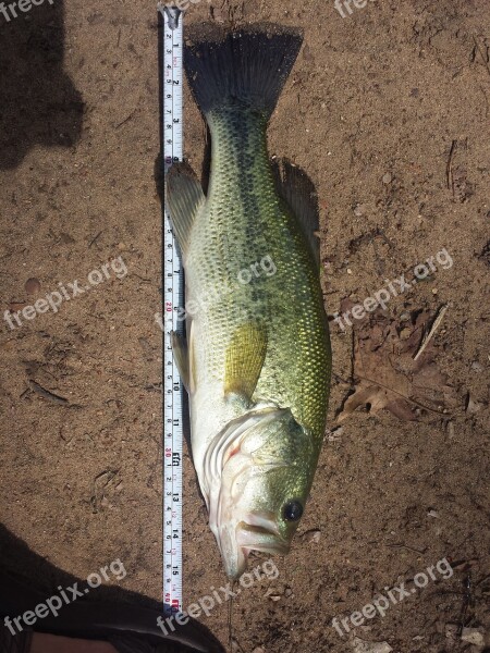 Fish Measure Fishing Lake Sand