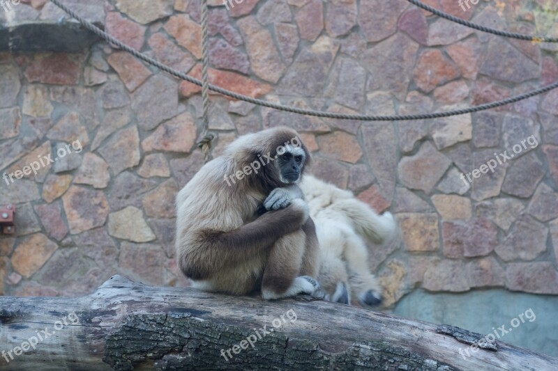 Monkey Gibbon White Sitting Tree