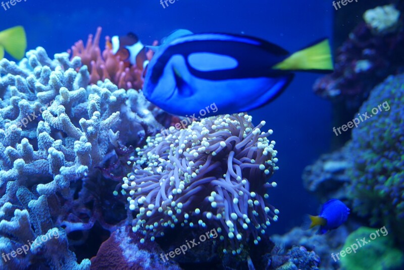 Sea ​​fish Zoological Garden Aquarium Free Photos