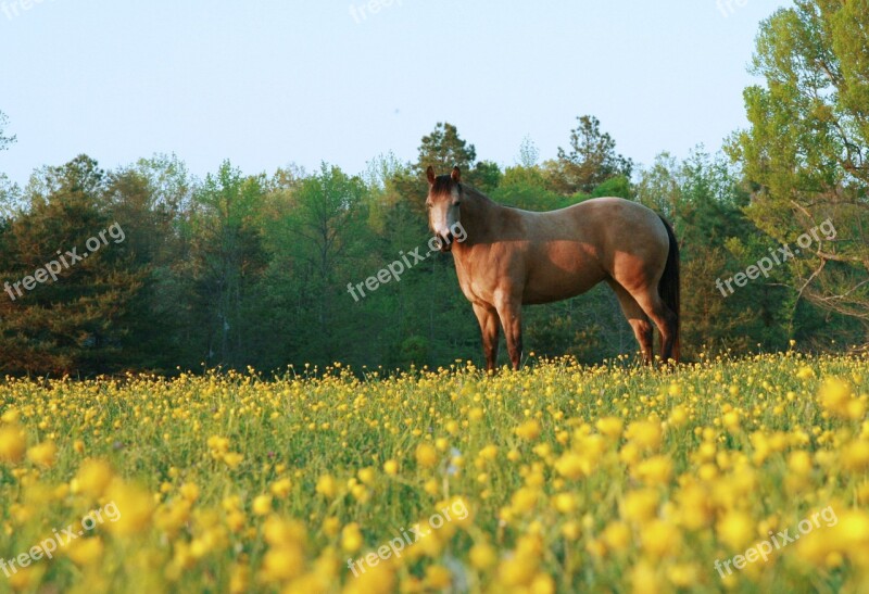 Horse Countryside Rural Farm Ranch