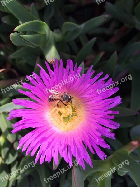 Bee And Flower Honeybee Spring Bee Flower