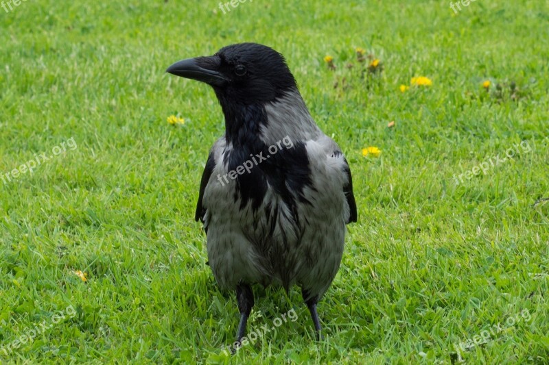 Raven Bird Lawn Grass Black