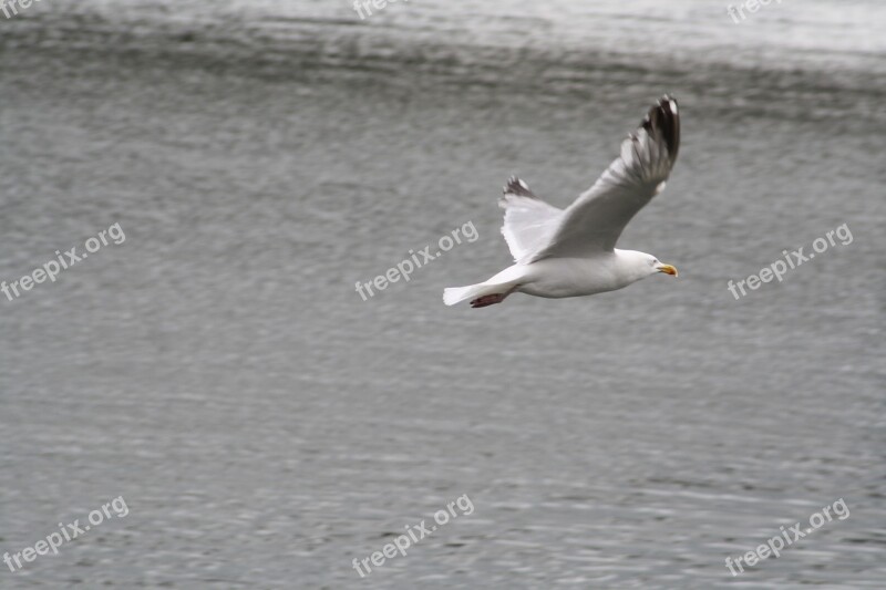 Seagull Water Bird Baltic Sea Water Bird