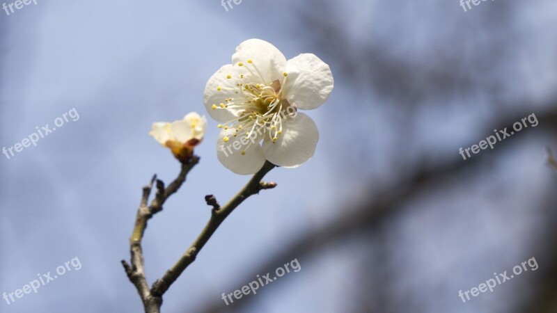 Spring Takeshi Bud Life Nature