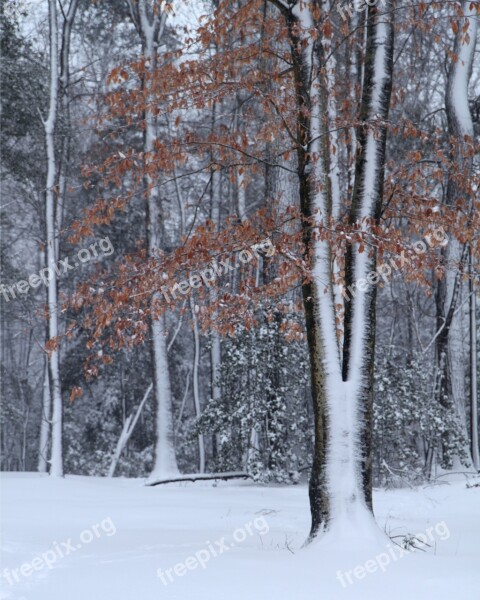 Trees Winter Cold Snow Winter Trees