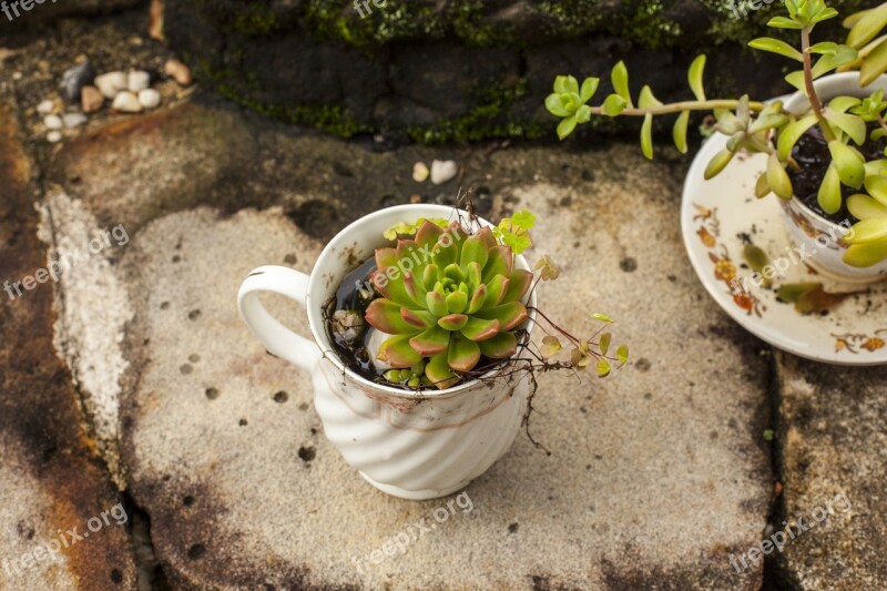 Succulent Plant Te Garden Green