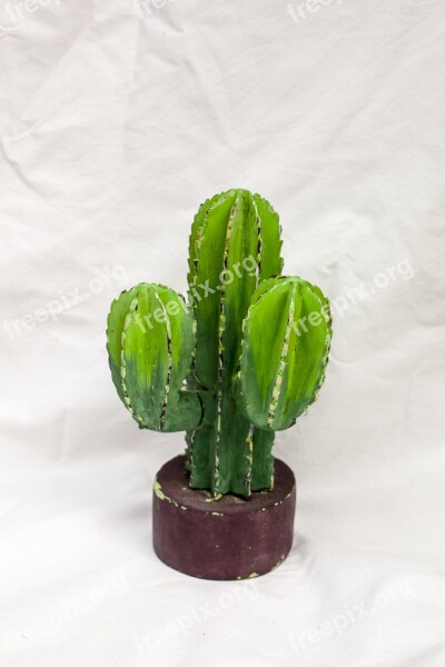 Cactus Cacti Nature Green Thorn