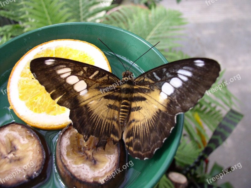 Butterfly Maximilian Park Hamm Ruhr Area More