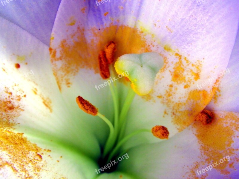 Flower Macro Pollen Pistil Free Photos