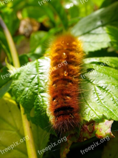 Caterpillar Close Up Hairy Free Photos