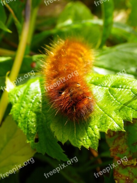 Caterpillar Close Up Hairy Free Photos