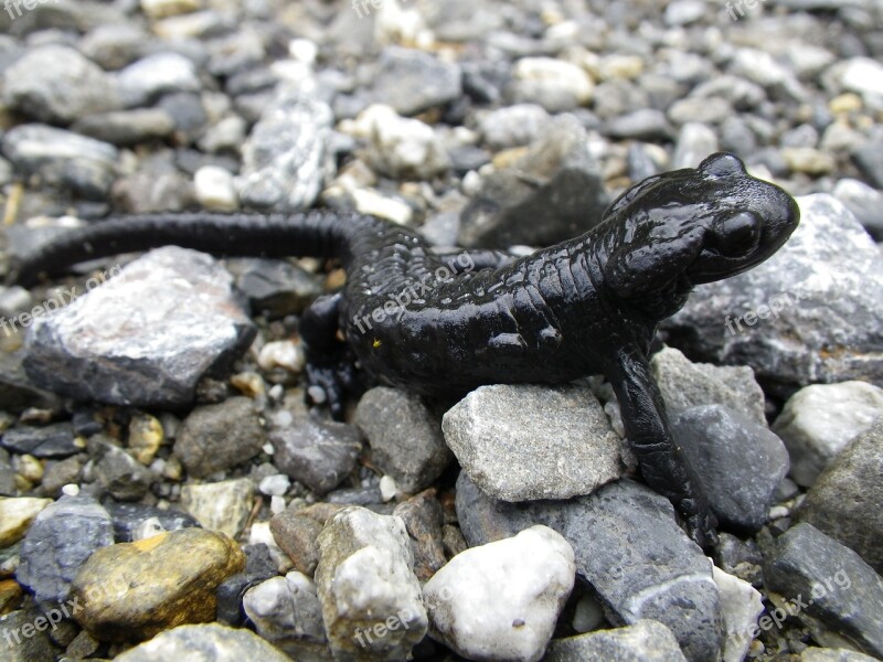 Salamander Amphibian Animal Black Alpine Salamander