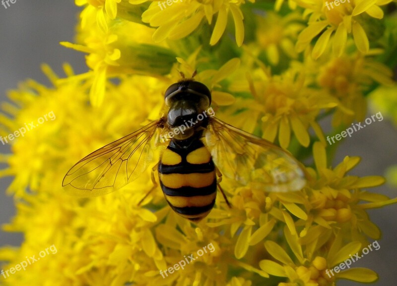 Hoverfly Insect Macro Free Photos