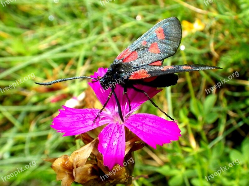 Drexel Burnet Insect Free Photos