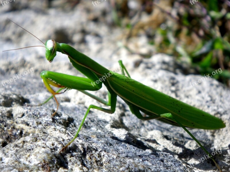 Praying Mantis Mantodea Close Up Free Photos