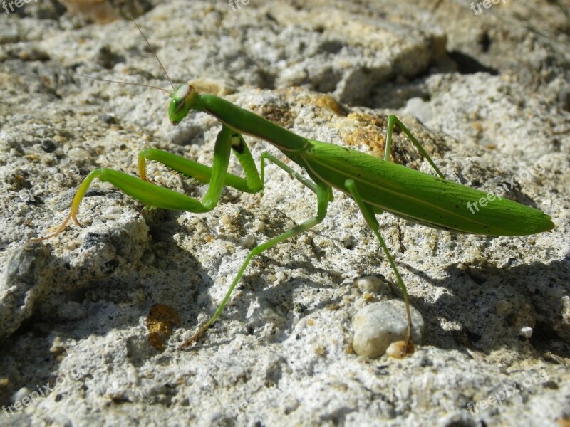 Praying Mantis Mantodea Close Up Free Photos