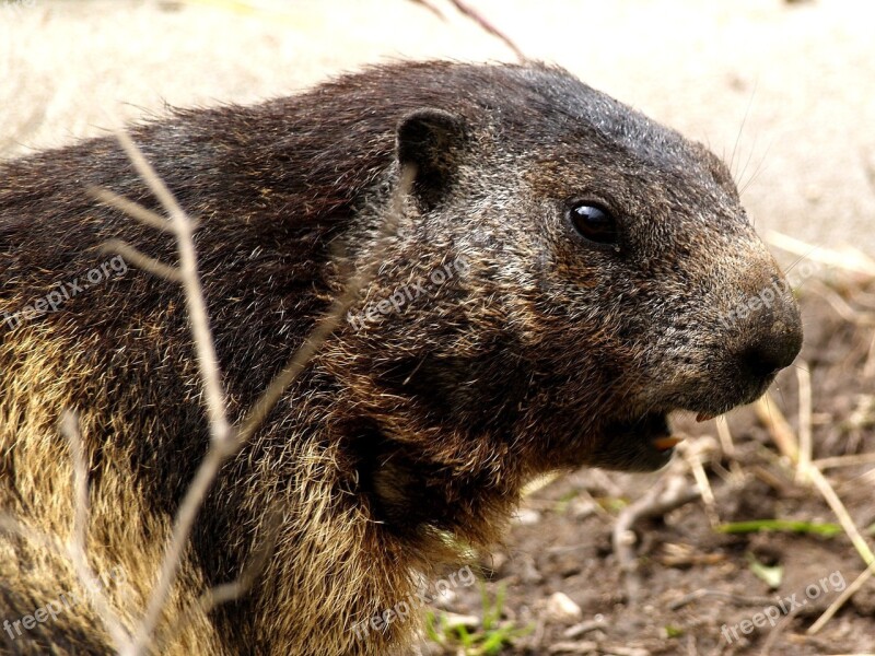 Marmot Rodent Close Up Free Photos