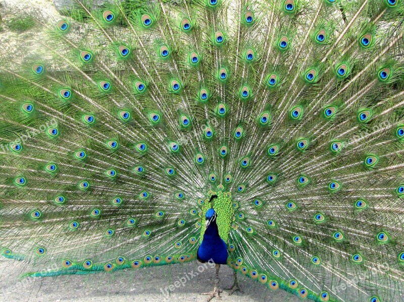 Peacock Bird Feather Free Photos