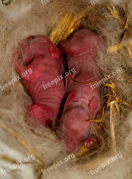 Hare Baby Rabbit New Born Without Hairs Free Photos