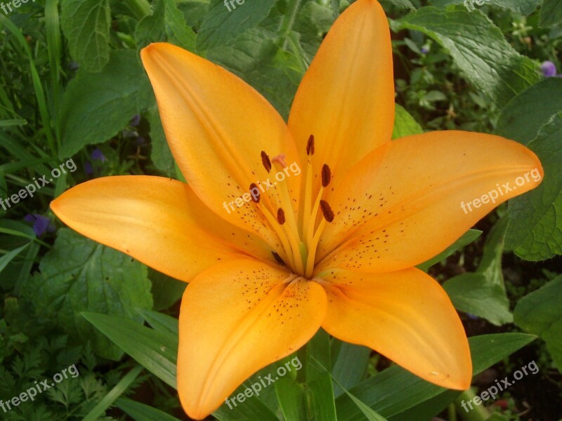 Lily Blossom Summer Flower Garden Tyrol Free Photos