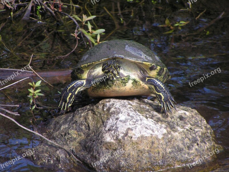 Turtle Herpetology Coldblooded Natural Wild