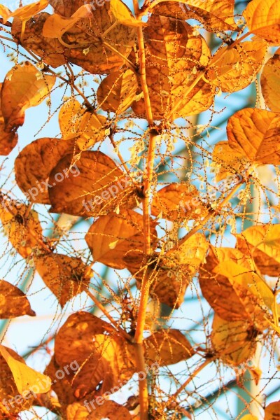 Leaves Autumn Edited Free Photos