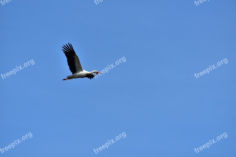 Stork Sky Flying Black White Bill